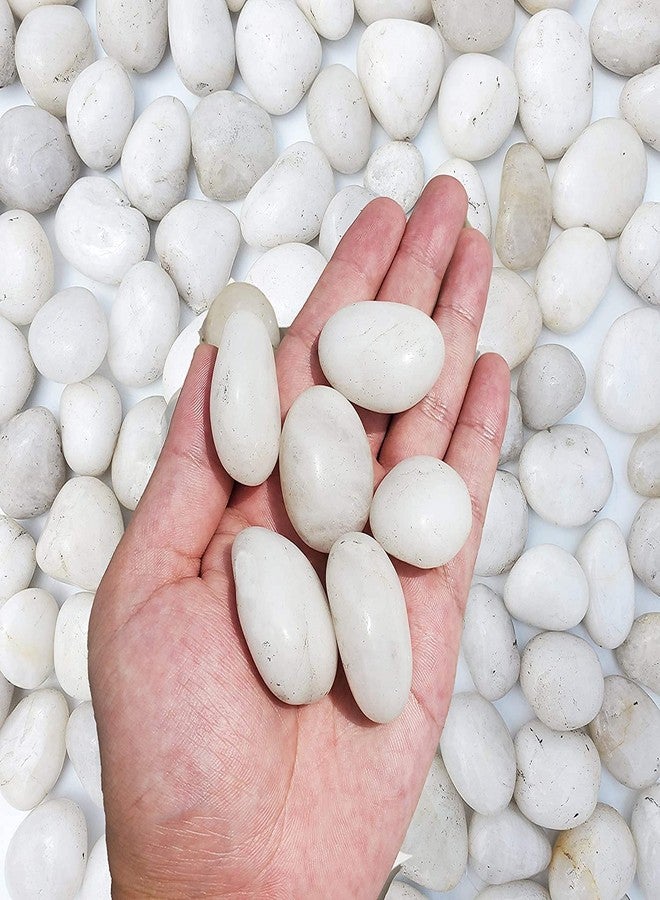 BUM BUM BHOLE Natural Polished White Pebbles -2.5Kg Pebbles for Plants, Aquariums, Vase Fillers and Fairy Garden,Terrarium,Succulents & Multi Purpose Pack (2.5 Kg, 30-50 mm, White Polished) - Image 4